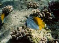 06H.jpg (5109 bytes)