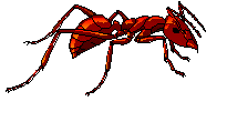 ant.gif (3243 bytes)