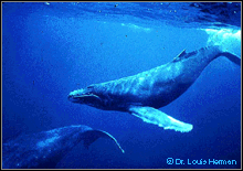 littlewhales.gif (21385 bytes)