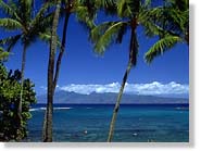 napili.jpg (7641 bytes)